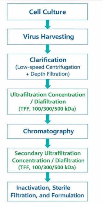 Industriel-nedstrøms rensningsproces for bovin infektiøs rhinotracheitis (IBR...